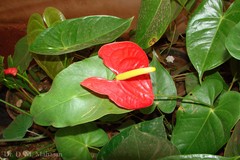 Anthurium andraeanum